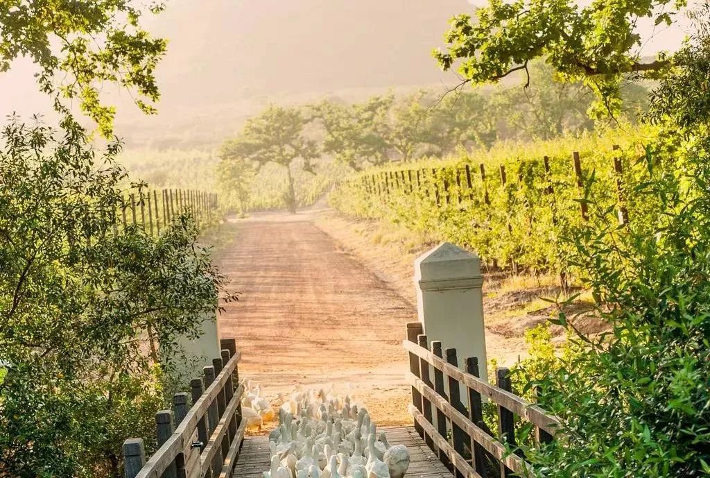 天阶庄园天诚西拉,天阶庄园官网