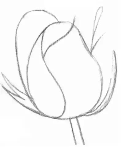 一幅素描玫瑰画如何加彩,玫瑰花束素描图片