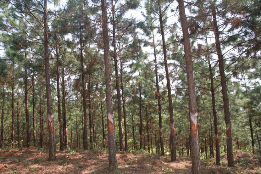 鑼傛簮鏋椾笟,鑼傛簮鏋椾笟鏈夐檺鍏徃