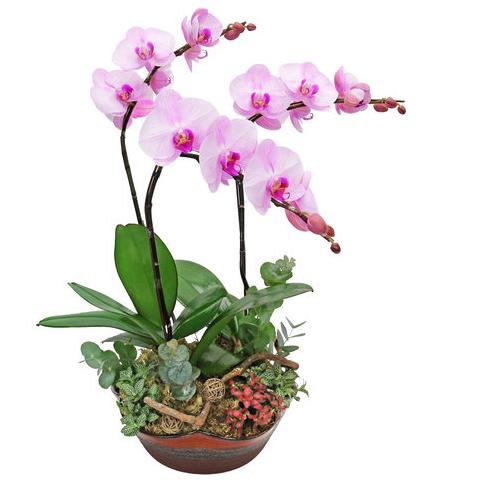 花市里裸根的兰花怎么挑选,挑选兰花苗的正确方法