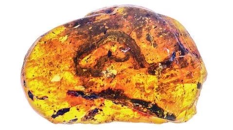 科学家发现恐龙时代琥珀化石,缅甸琥珀的发现历史视频