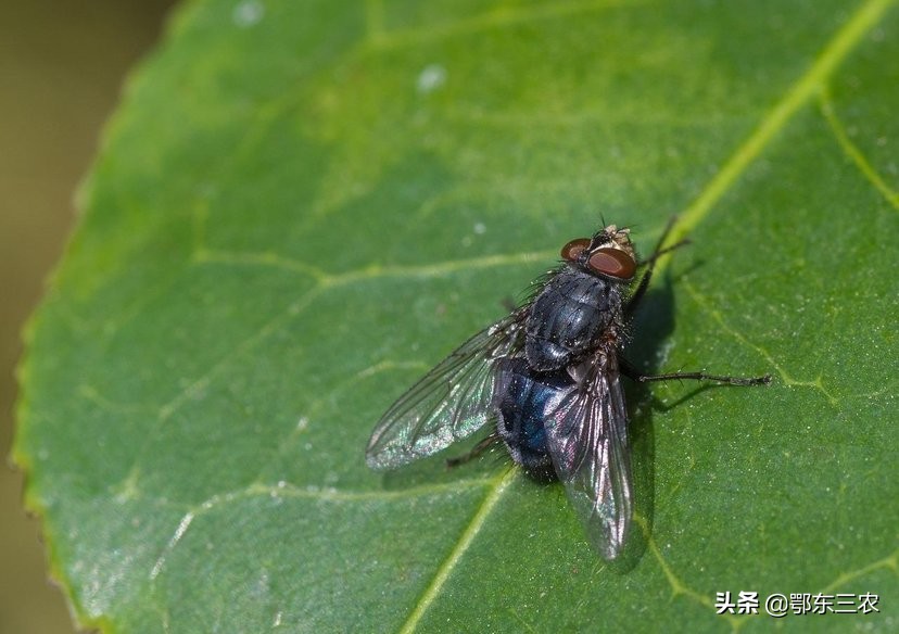 农村四害到底多严重,农民生活新四害