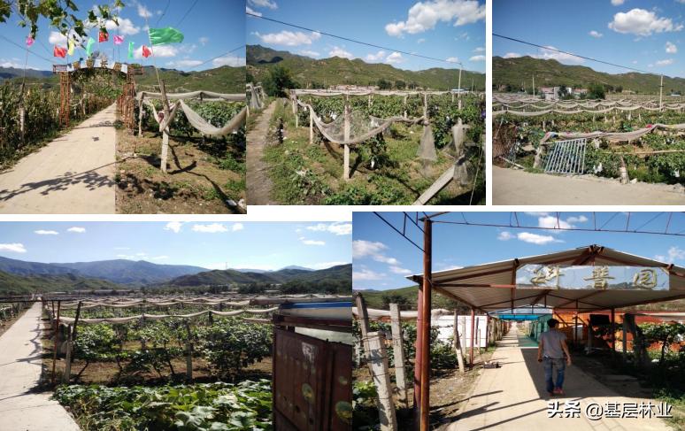 从区位极佳的百亩优质园地急寻有识之士加盟，谈投资农业的艰辛