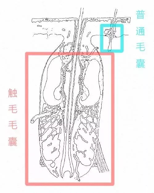 拽猫尾巴会导致拉稀么,为什么拽猫咪的后背毛会抖动