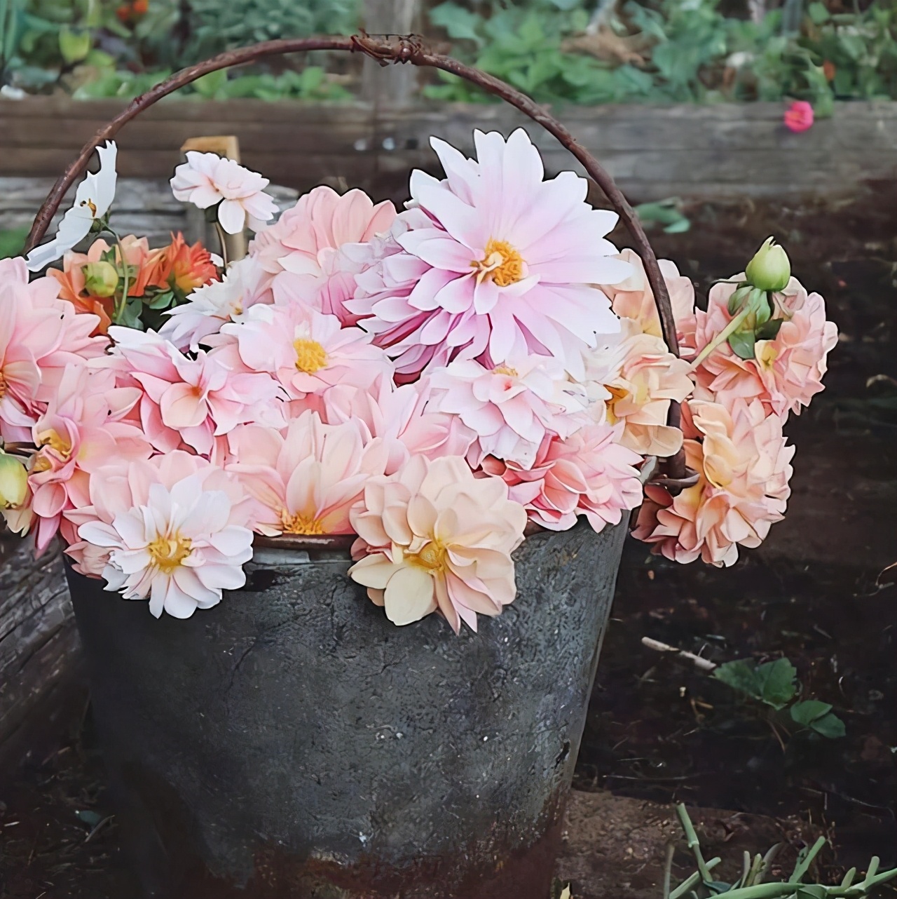心中有阳光雨中也浪漫,心中有阳光雨中也浪漫表达什么