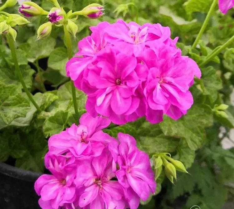 这种花别乱浇水水越多越不开花,这种花不怕冷好养易活