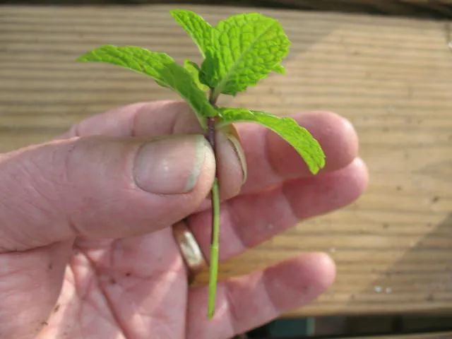 薄荷怎么扦插水培,薄荷好养吗怎么养