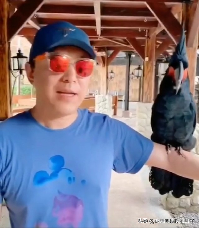 最好养的鹦鹉多少钱一只,即将开放的四种鹦鹉价格排行榜