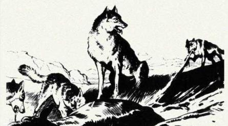 民间故事狼妻全集,民间故事狼夫