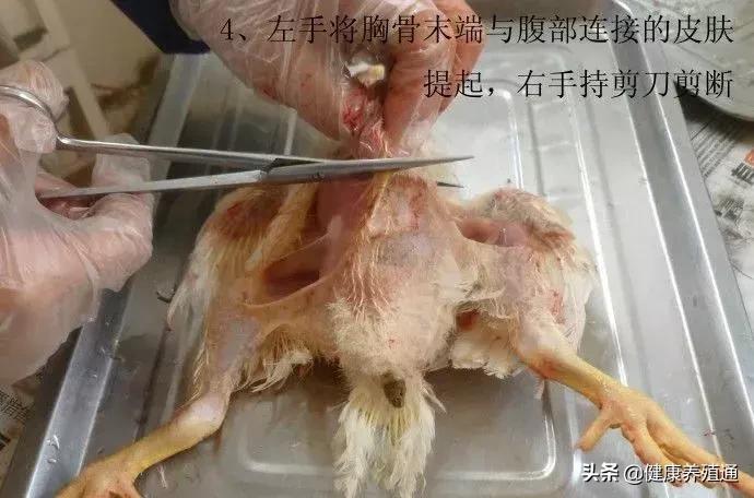 家禽疾病的常用诊断方式有哪些,家禽常见疾病及检测方法书籍