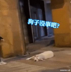 西班牙宠物狗被遛30次,西班牙狗狗一天被遛28次