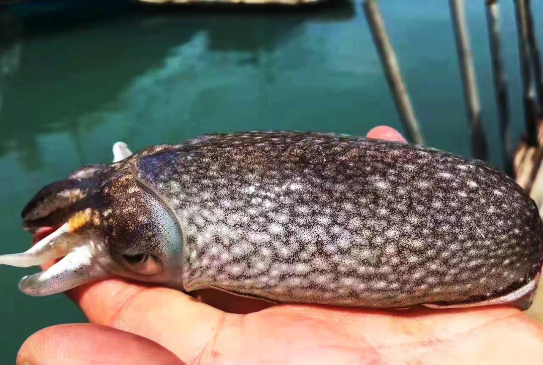 渔家女事件,渔家女海鲜视频