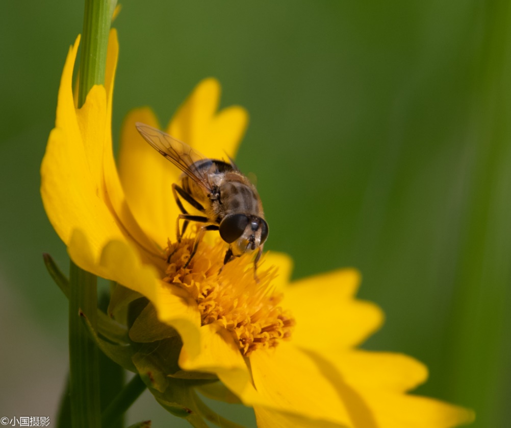 剑叶金鸡菊盆栽,重瓣剑叶金鸡菊图片