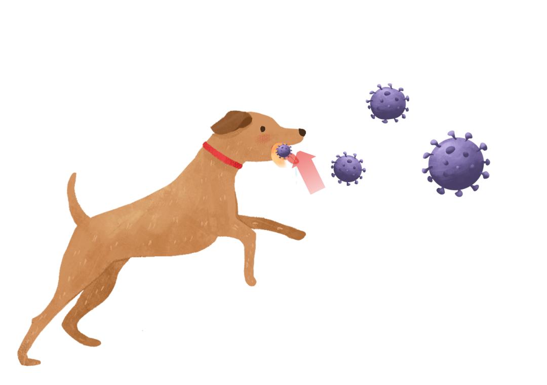 对宠物过敏又想养宠物怎么办,怎么从根本上解决宠物过敏