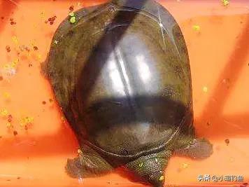 甲鱼早钓好还是晚钓好,甲鱼不会取钩