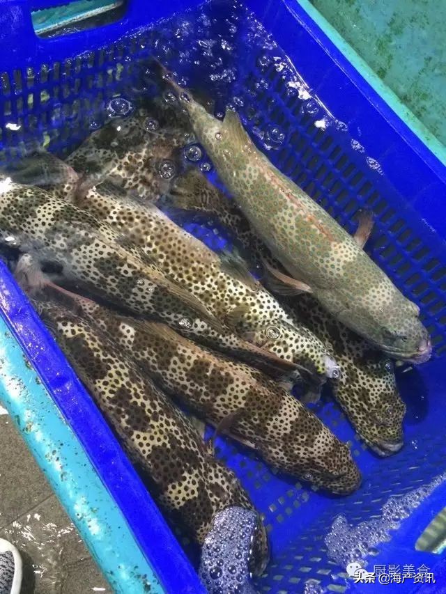 这些外形奇葩而味道超级赞的海鲜,广东十大硬核海鲜品种