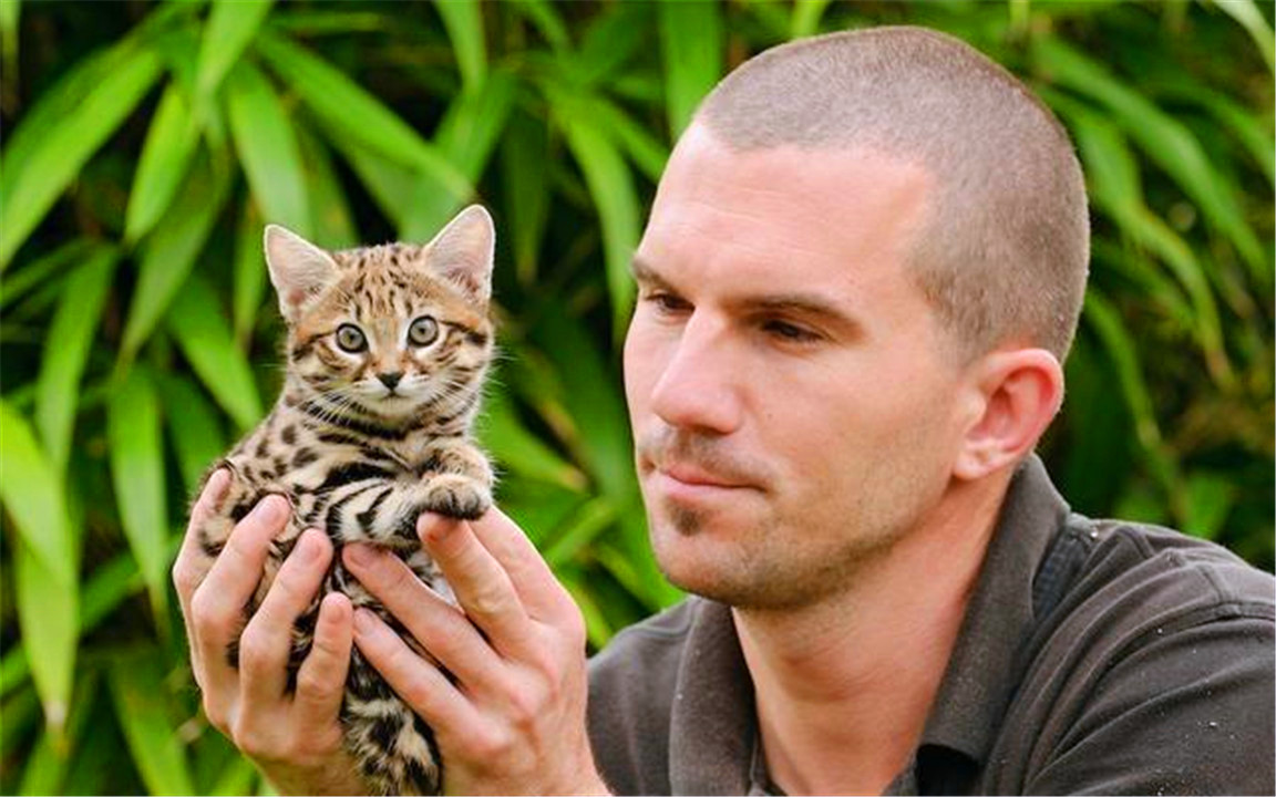 非洲最小的猫,猫科捕猎效率最高的“杀戮机器”,被全世界禁养