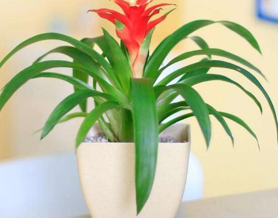 鸿运当头怎么种植才能高产,鸿运当头种子怎么种