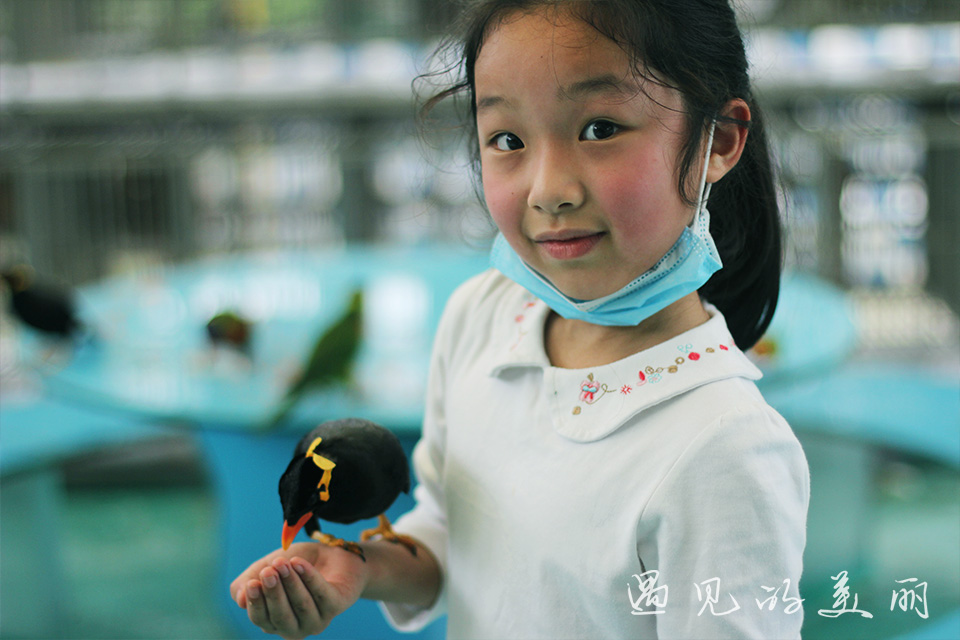 百万葵园有多坑,百万葵园免门票