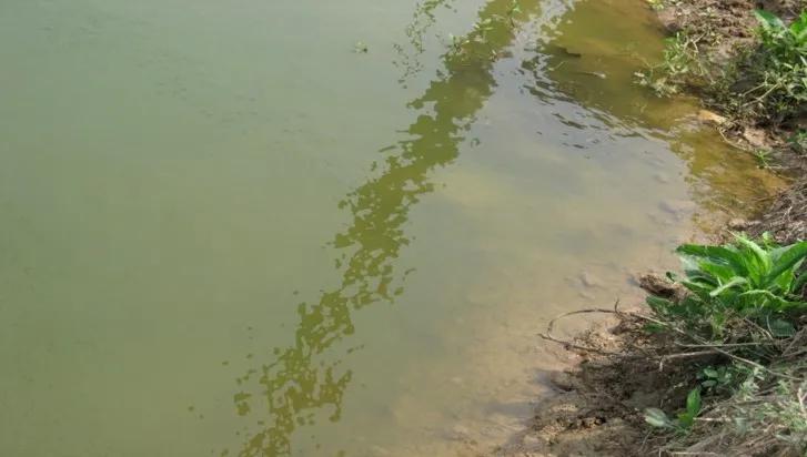 水霉病爆发条件,哪些鱼容易感染水霉