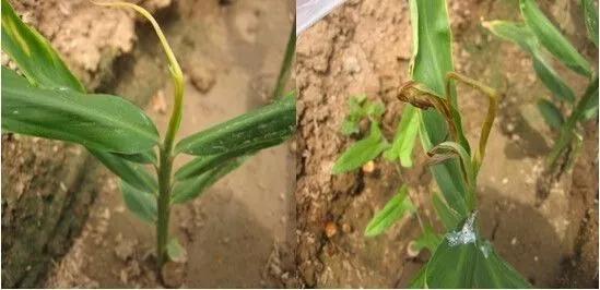 作物缺素原因及症状对照表收藏版,作物营养缺素诊断与科学施肥