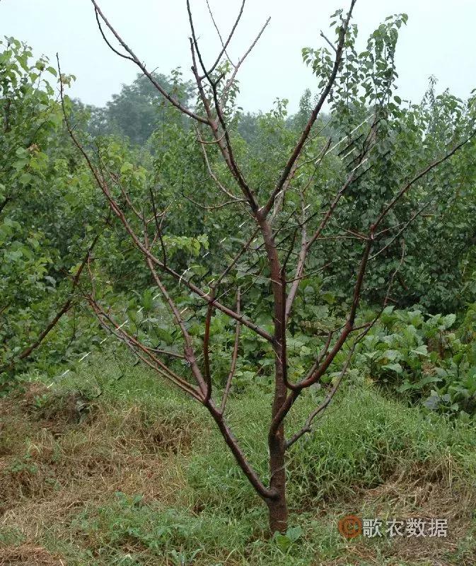 几种果树根部病害的症状识别与防治!