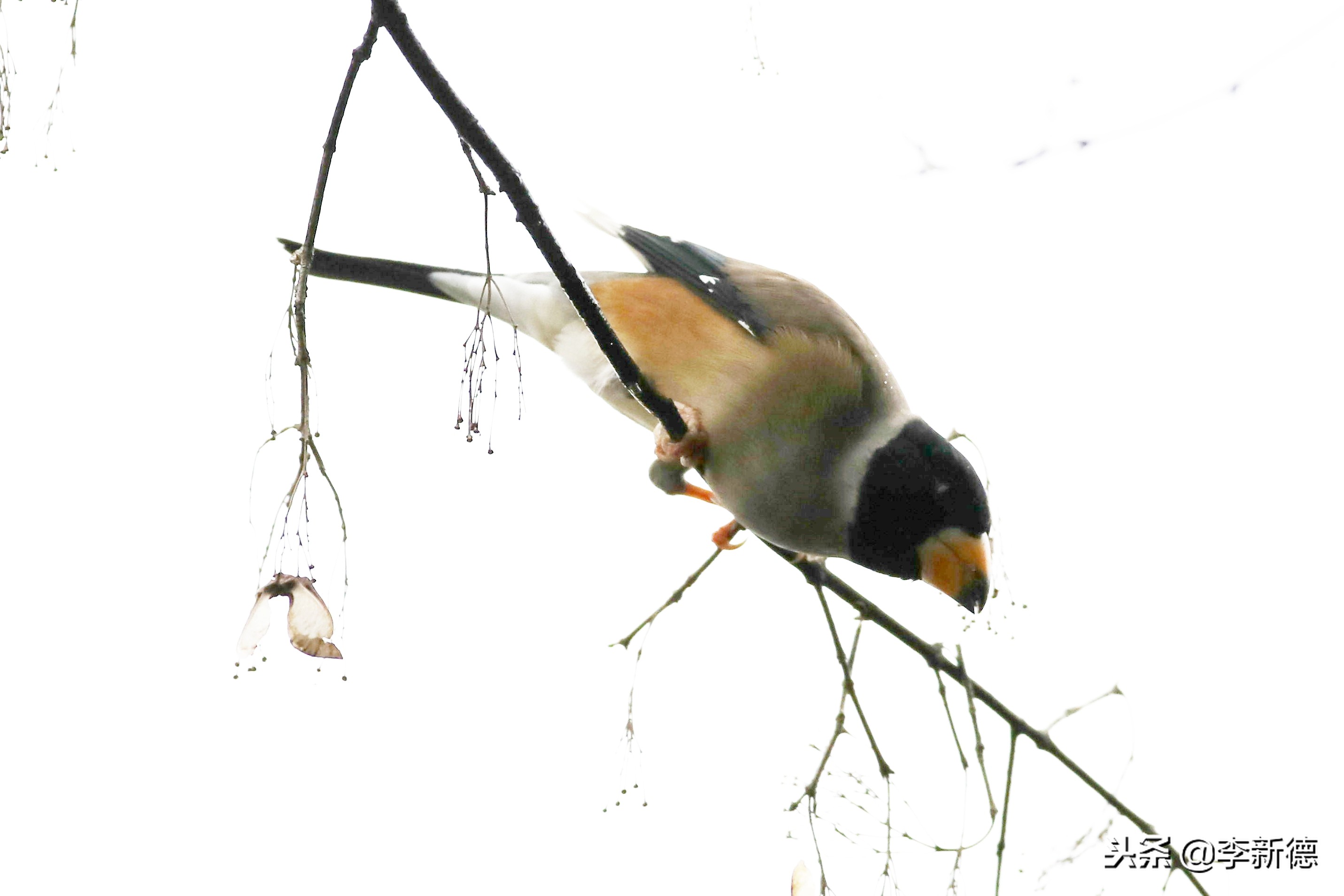 合肥望江西路蜀峰湾,合肥蜀峰湾有什么鸟