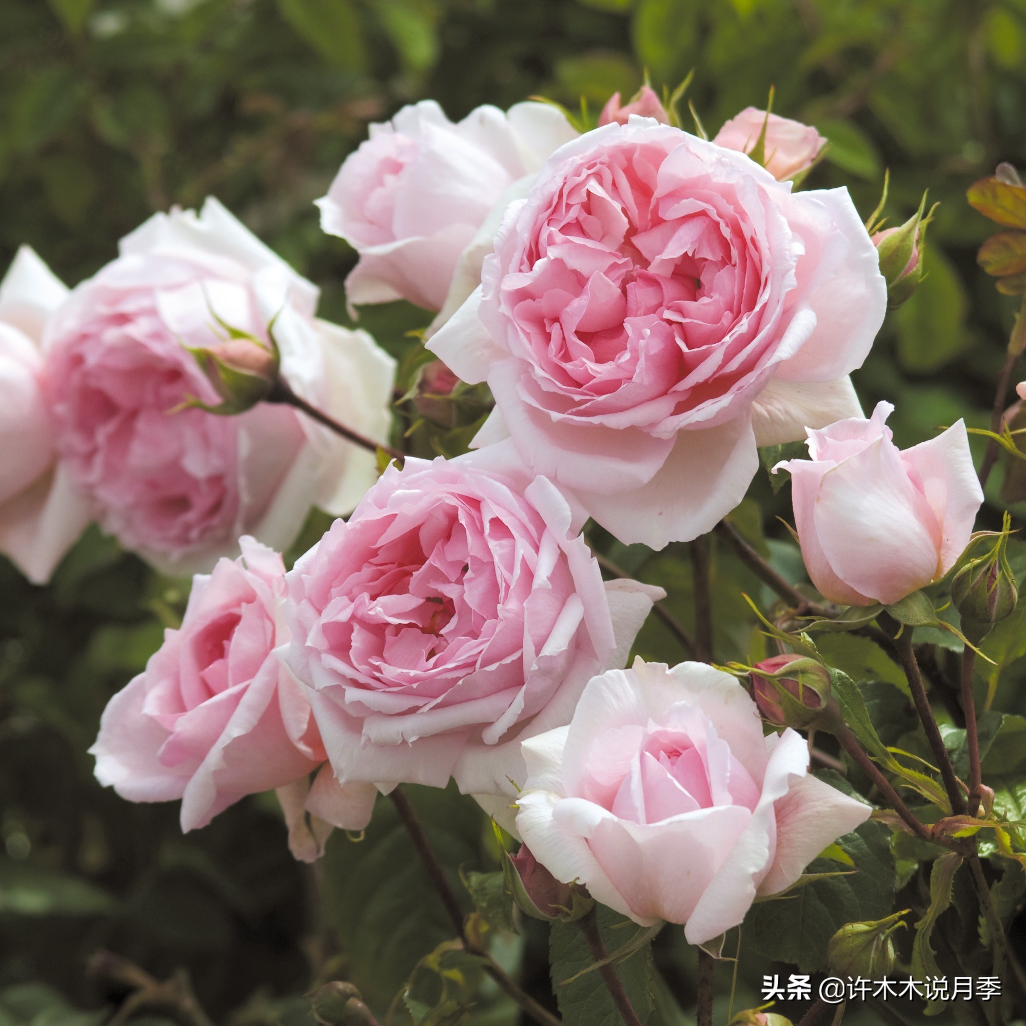 25个经典藤本月季大盘点。种一颗花满墙，新手好养长得快