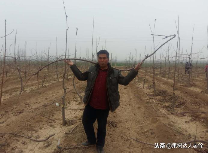 樱桃好吃树难栽，已经过时了，关键是要掌握好这些标准管理技术