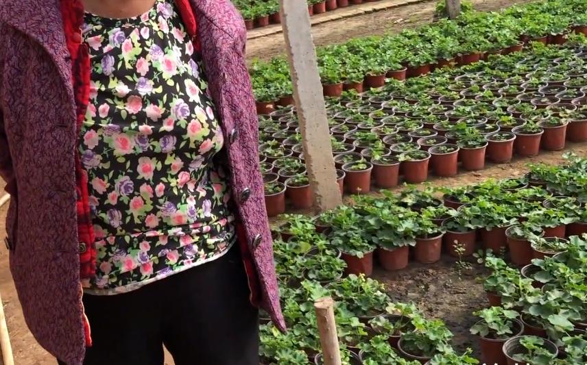 天竺葵大棵老桩,老奶奶种天竺葵