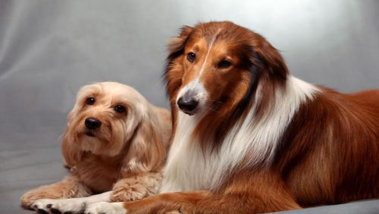 苏牧购买,哪里可以买到正宗的苏牧