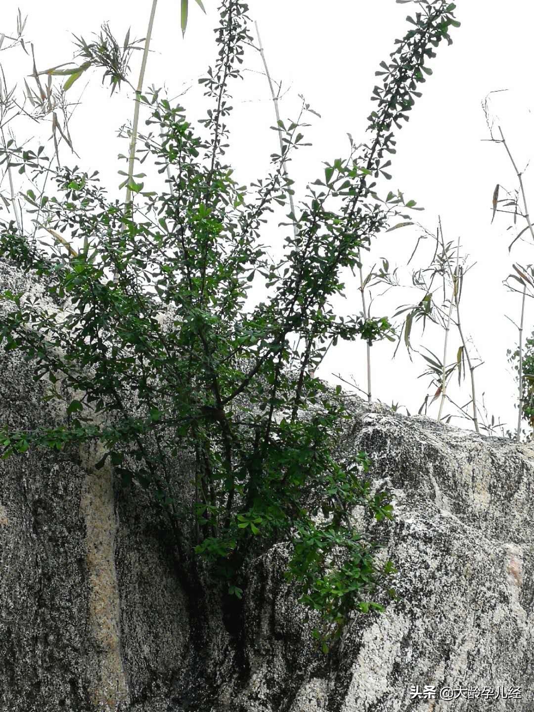 乳房护理的正确步骤,产后乳房护理实操