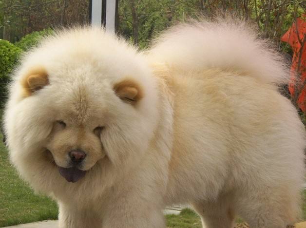 国外拿这些动物cos大熊猫！租不到大熊猫，外国人也有办法！