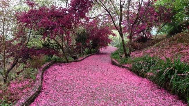 武大的樱花和东湖的樱花,重邮樱花和武大樱花