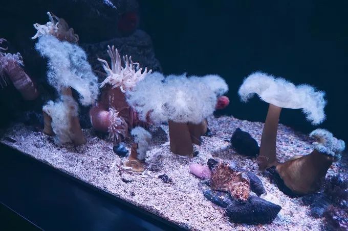 不一样的大阪三日游,瑠璃一束光,值得一来再来