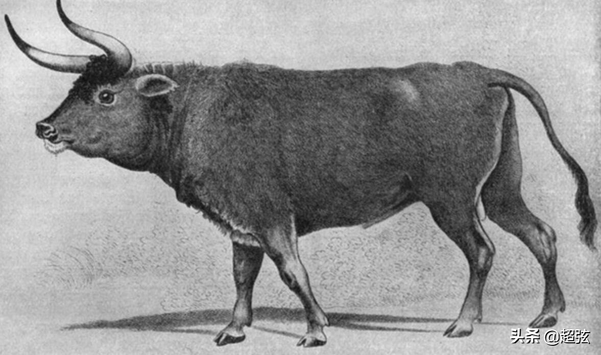 奶牛为什么那么笨,奶牛猫看起来不太聪明