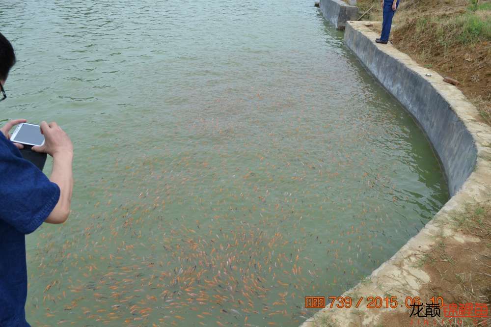 锦鲤苗成长,日本锦鲤水花苗成长