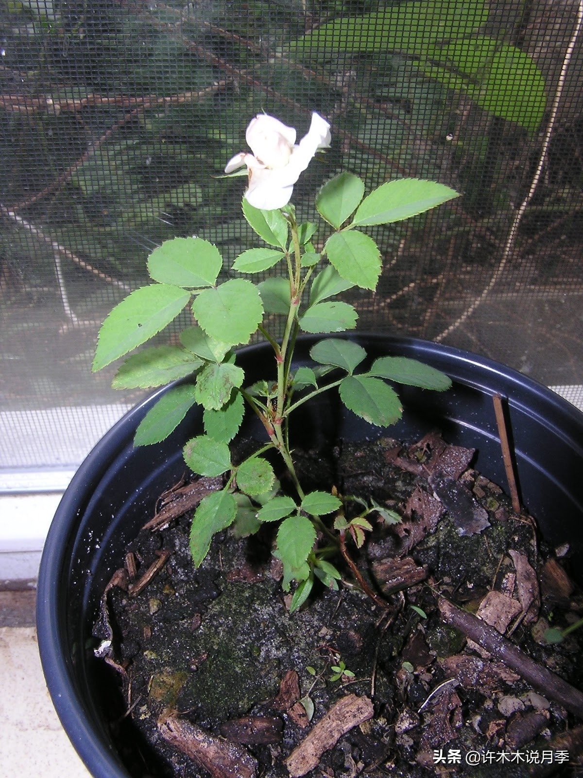 为什么月季一浇水全漏下去了,月季死一半继续养
