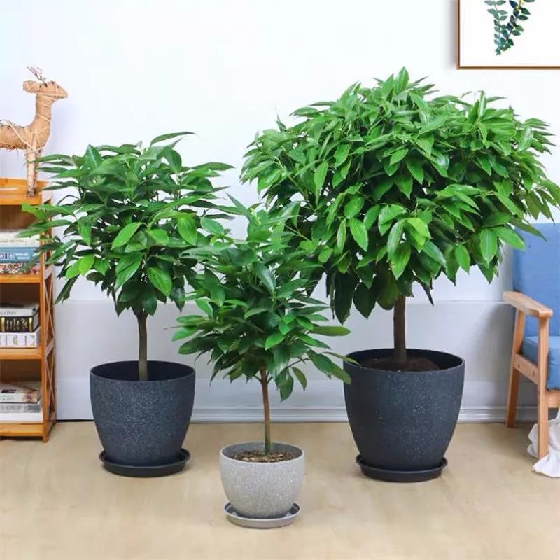 吸甲醛净化空气最好的绿植,除甲醛净化空气的室内绿植