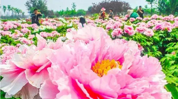 洛阳鹰嘴山沿黄公路自驾游攻略,洛阳旅游景点攻略最值得去的地方