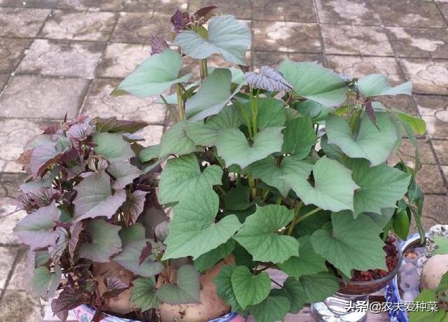 阳台种红薯几天浇一次水,阳台种棵红薯