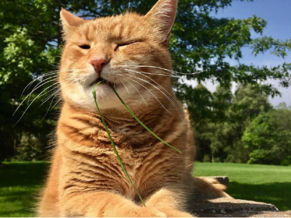 猫咪追求者,猫咪渴求食物
