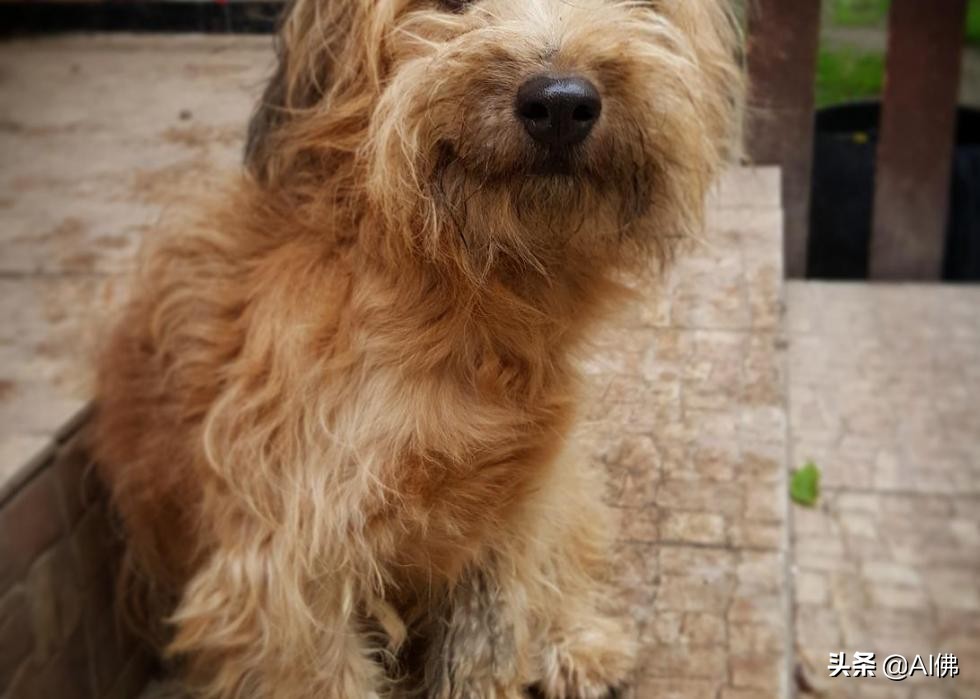 美国最受欢迎的100组小狗名字