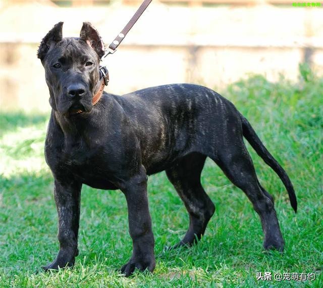 世界上最凶猛的，当仁不让的王者，是加纳利犬，还是那不勒斯獒犬