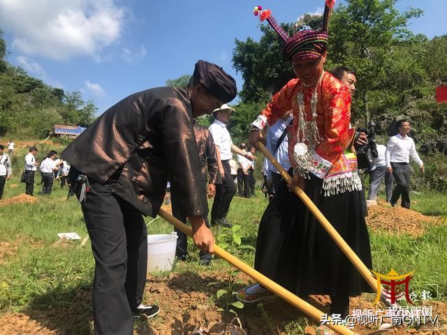 蒜头果中提取神经酸成文山广南村民“致富树”