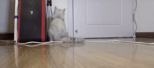 主人出门猫咪自己在家能呆几天,主人外出猫咪在家需要什么