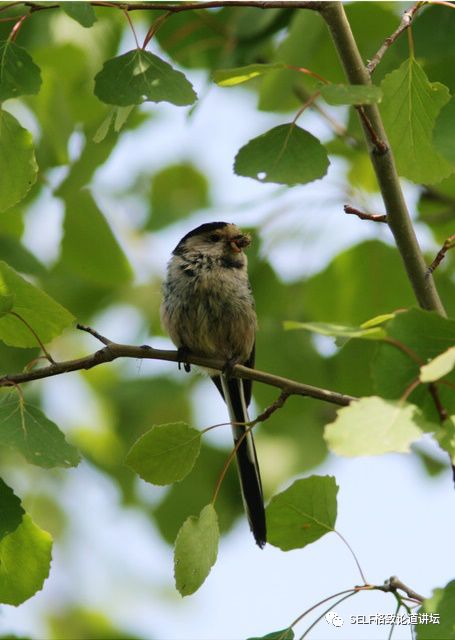 科学家如何观察植物,鸟类的研究方法