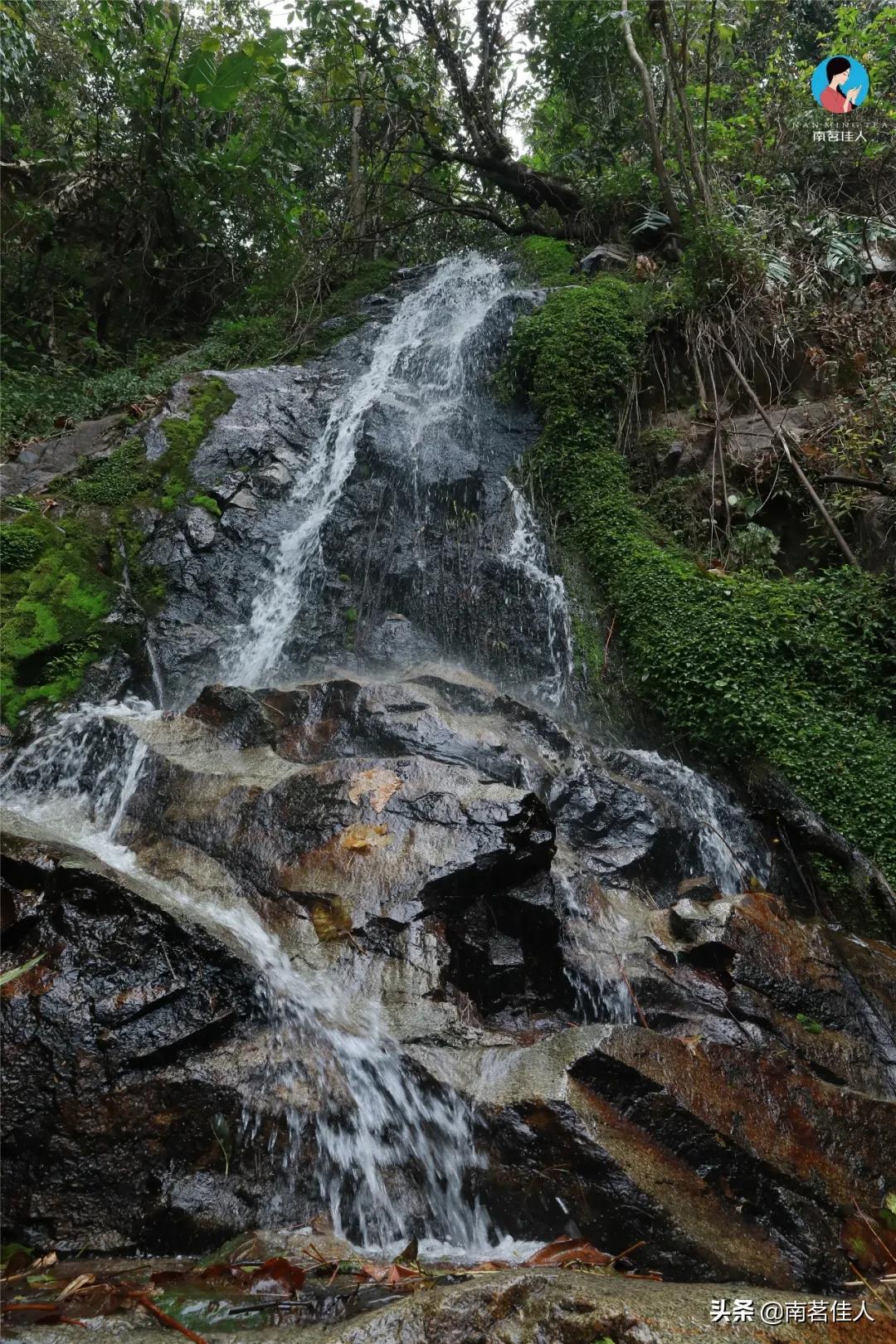 冰岛老寨大秋茶园的茶是真的吗,冰岛五寨之一糯伍什么口感