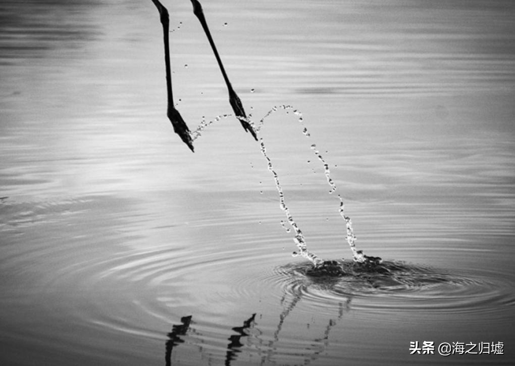 神级抓拍图片,25张令人惊叹的“神”级抓拍