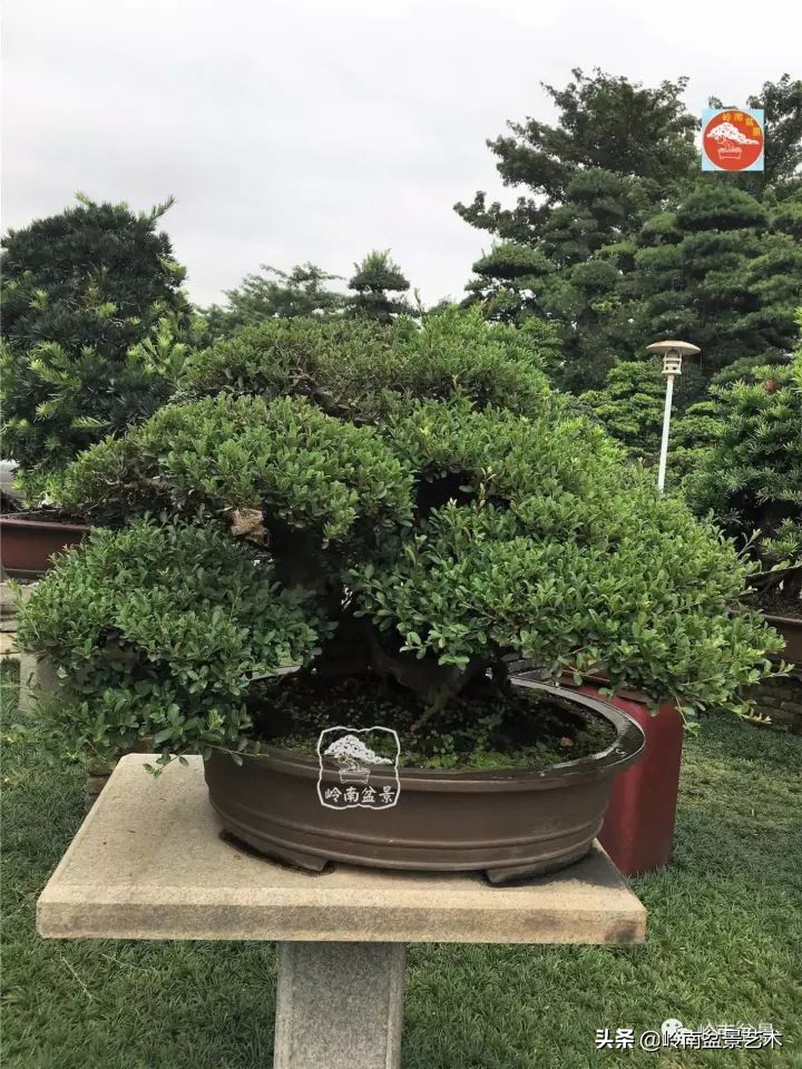 中华蚊母盆景造型,中华蚊母盆景价格